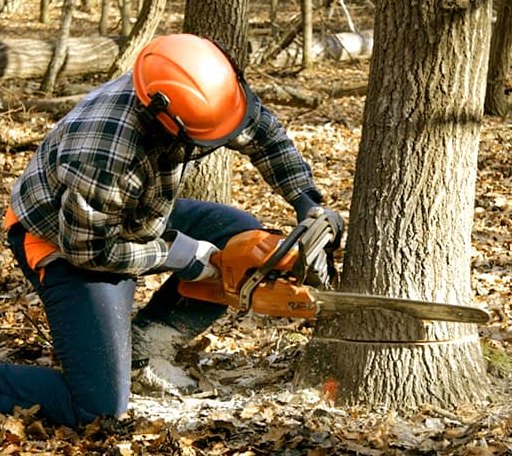 Tree Removal in Rising Sun, MD